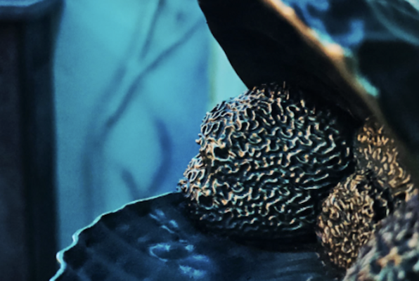 Reise nach Atlantis (Actionworld) Escape Room