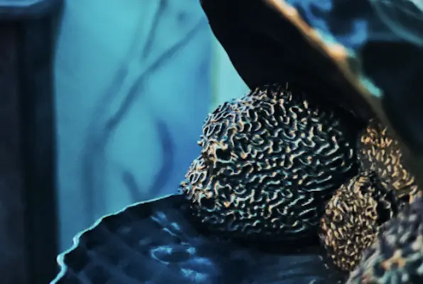 Reise nach Atlantis (Actionworld) Escape Room