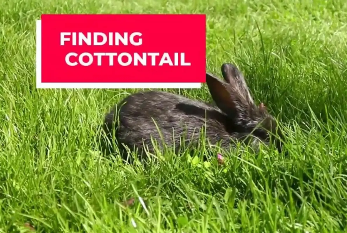 Finding Cottontail