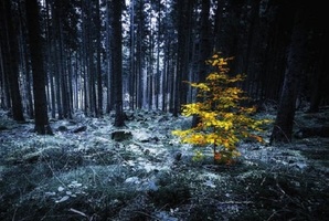 Квест Mystical Forest