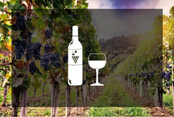 Shady Hills Vineyard (Hill Country Escape) Escape Room