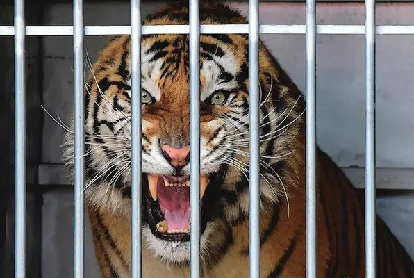 Tiger Cage Escape (OTR Escape) Escape Room