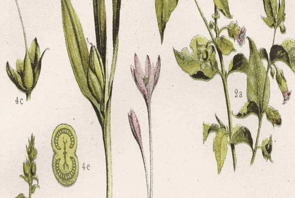 Escape the Botany Lab (Escape the Room) Escape Room