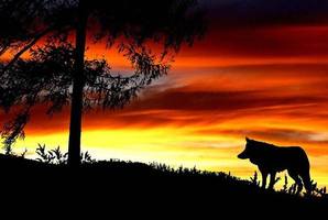 Квест Uur van de Wolf