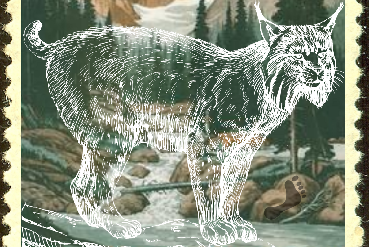 Colorado’s Missing Lynx