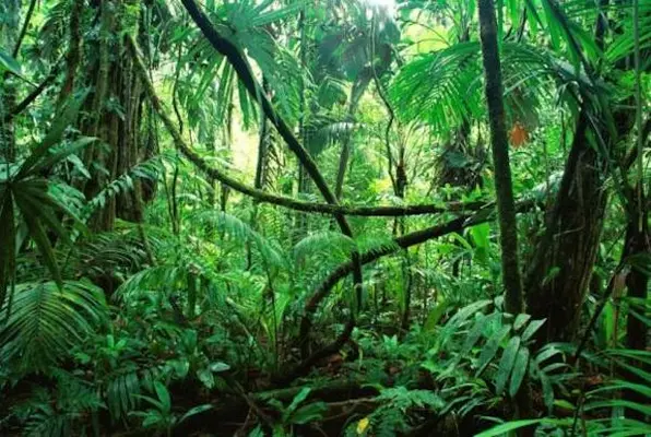 La loi de la jungle La loi de la jungle