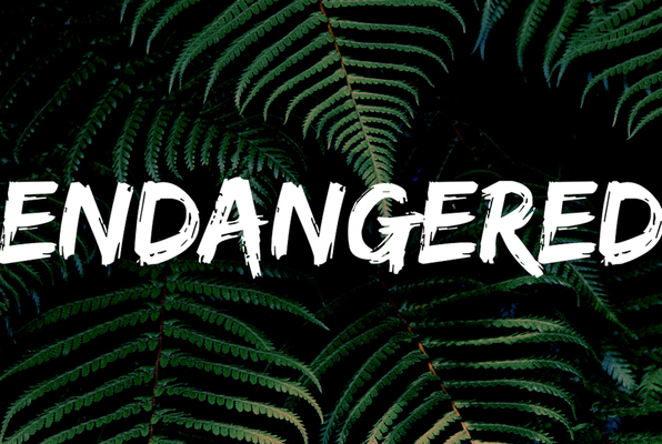 Endangered