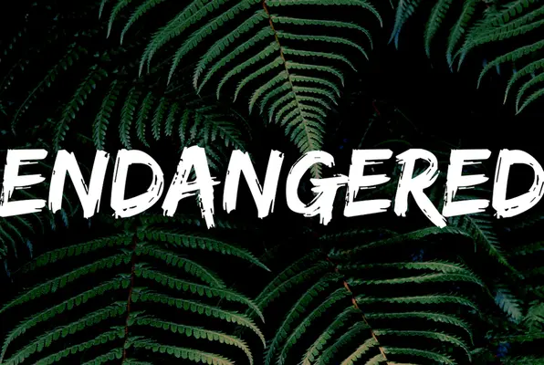 Endangered (Countdown 2 Escape) Escape Room