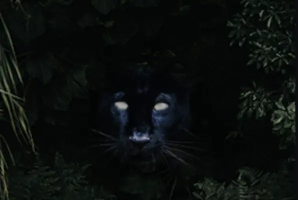 Jungle Safari (Enigma Escape Room) Escape Room