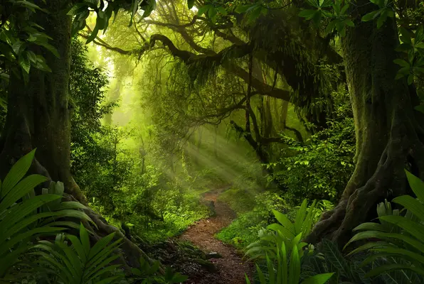 The Jungle