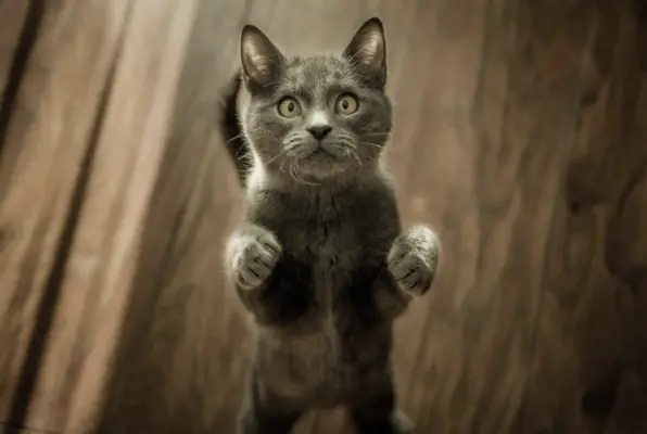 Who Let the Cats Out?