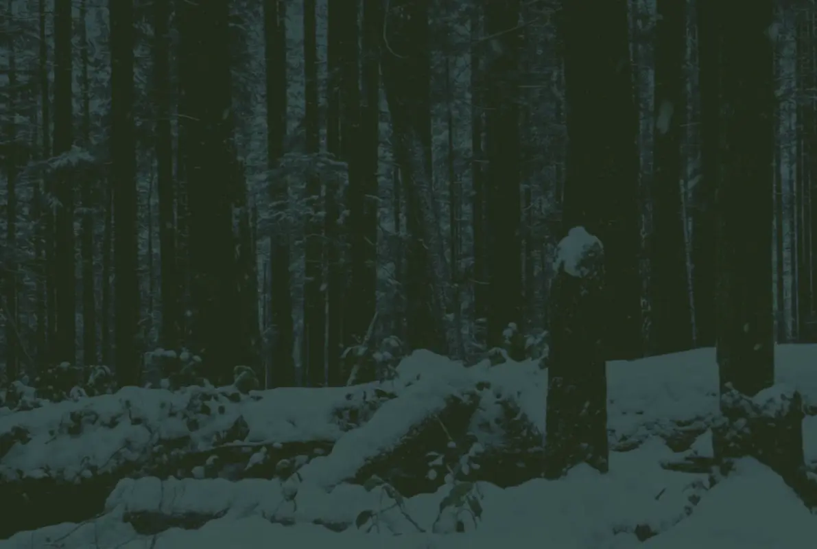 Cabin Cult
