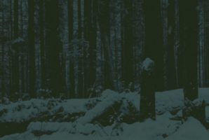 Квест Cabin Cult