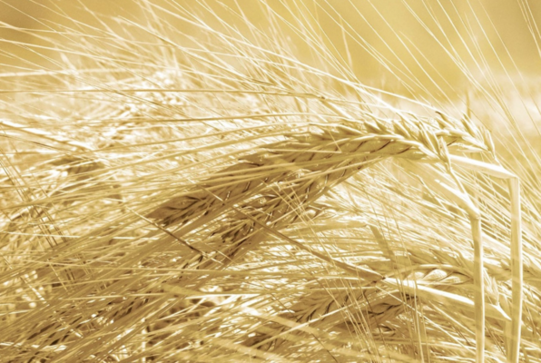 Auf den Spuren von Theophil Roniger – Unser Gründervater (Feldschlösschen Brauerei) Escape Room Auf den Spuren von Theophil Roniger – Unser Gründervater (Feldschlösschen Brauerei) Escape Room