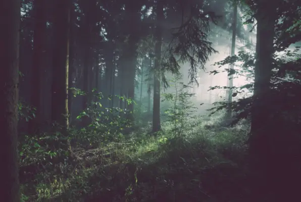 The Secret Forest