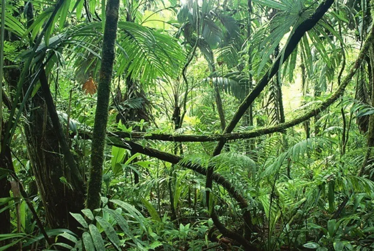 The Jungle Hut