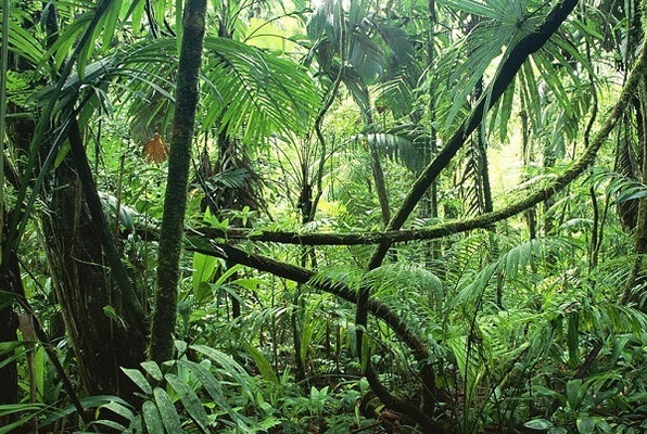 The Jungle Hut (Time Quest) Escape Room
