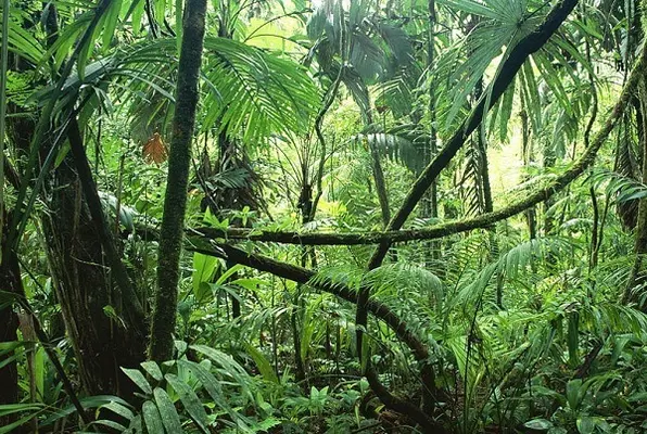The Jungle Hut (Time Quest) Escape Room