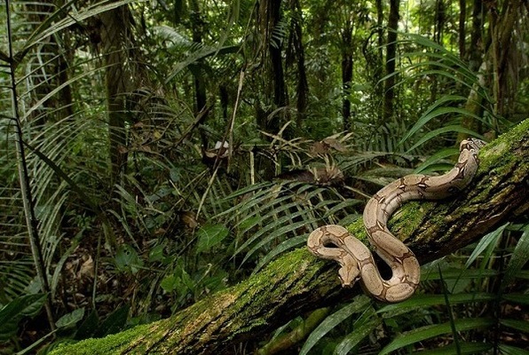 The Jungle (11th Hour Escape) Escape Room