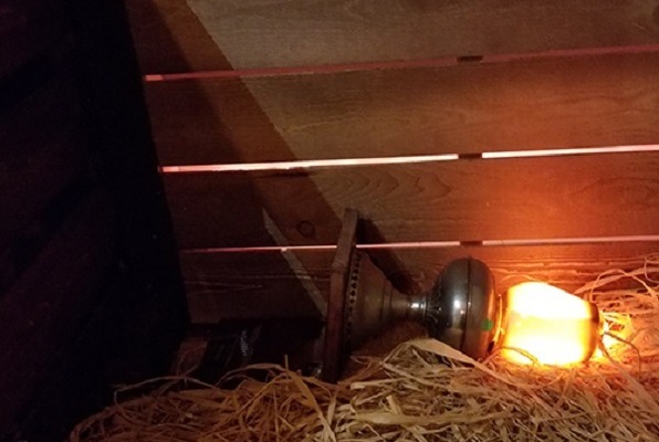 The Fire (D.O.A. Room Escape) Escape Room