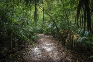 Jungle Mystery